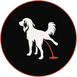 Ein Kooikerhondje hebt das Bein